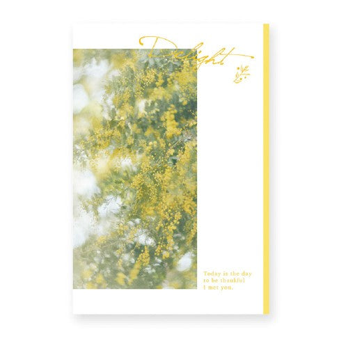 RYURYU Postcard Variety Postcard Mimosa VP23